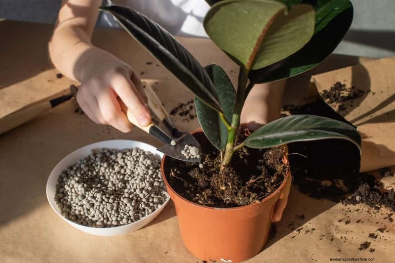 Krullende bladeren op kamerplanten:oorzaken en snelle oplossingen 