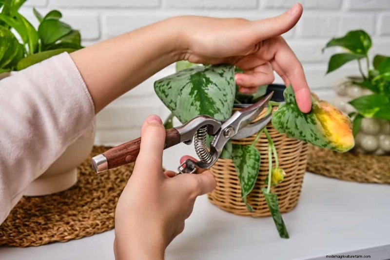 Krullende bladeren op kamerplanten:oorzaken en snelle oplossingen 