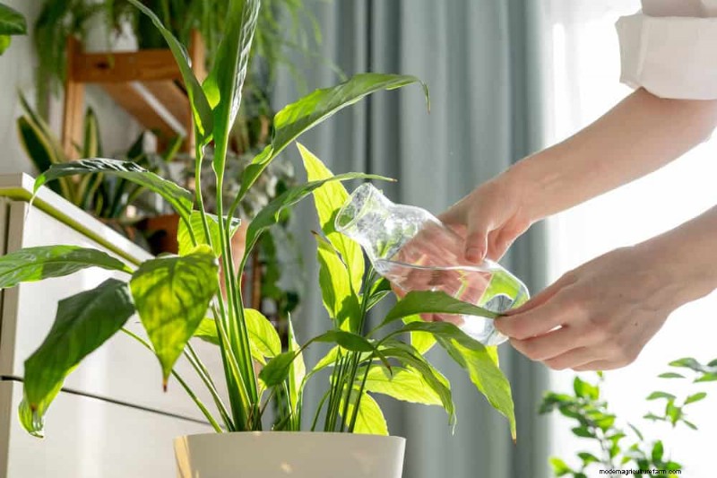Krullende bladeren op kamerplanten:oorzaken en snelle oplossingen 