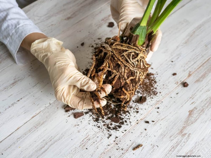 Krullende bladeren op kamerplanten:oorzaken en snelle oplossingen 