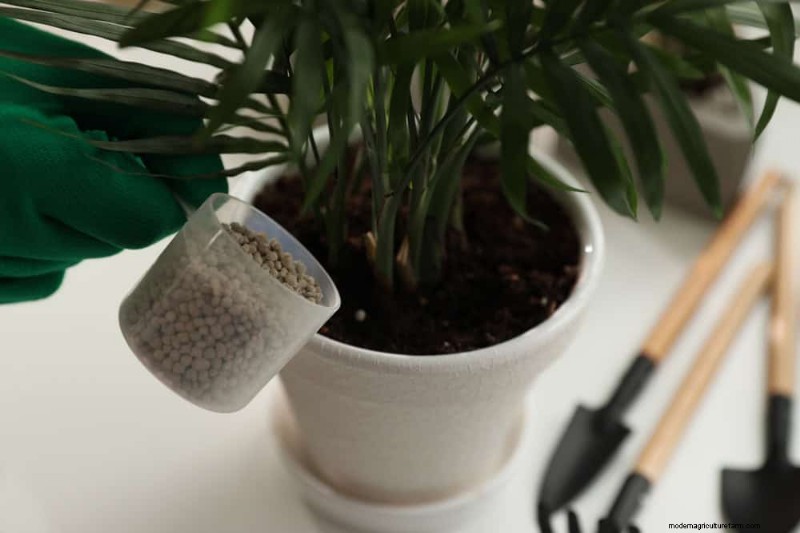 Krullende bladeren op kamerplanten:oorzaken en snelle oplossingen 
