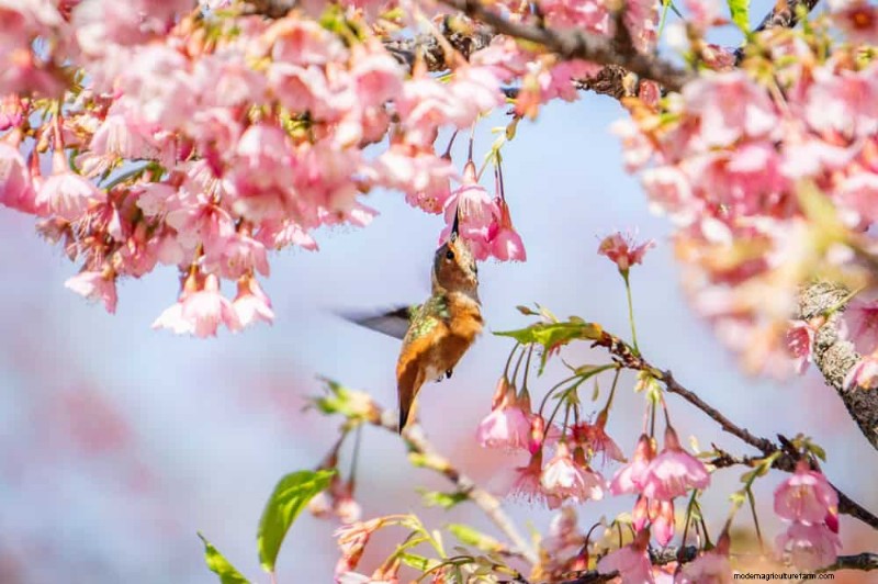 Trek kolibries aan:30 prachtige bloemen voor een bloeiende tuin 