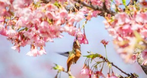 Trek kolibries aan:30 prachtige bloemen voor een bloeiende tuin 