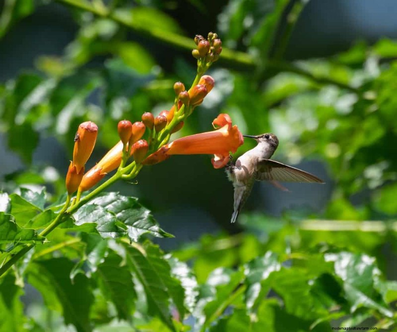 Trek kolibries aan:30 prachtige bloemen voor een bloeiende tuin 