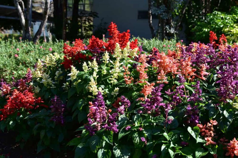 Trek kolibries aan:30 prachtige bloemen voor een bloeiende tuin 