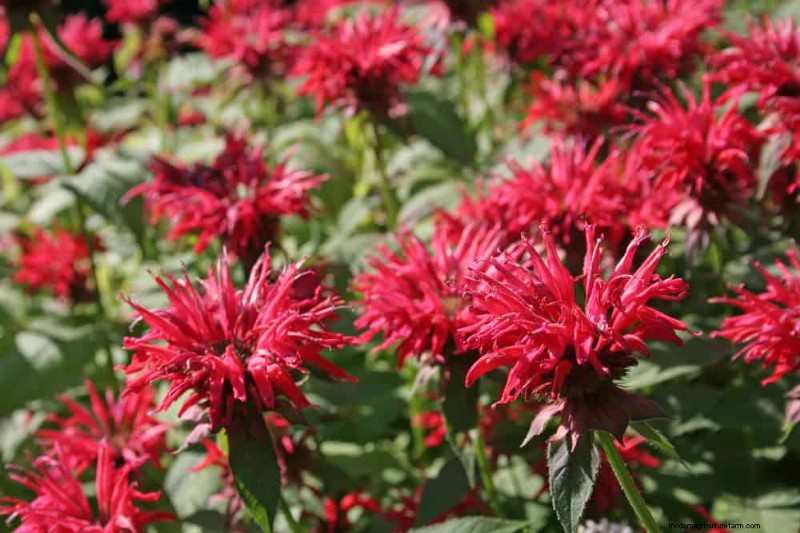 Trek kolibries aan:30 prachtige bloemen voor een bloeiende tuin 
