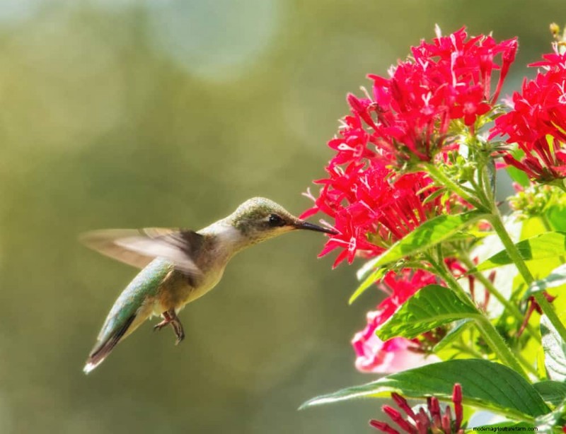 Trek kolibries aan:30 prachtige bloemen voor een bloeiende tuin 