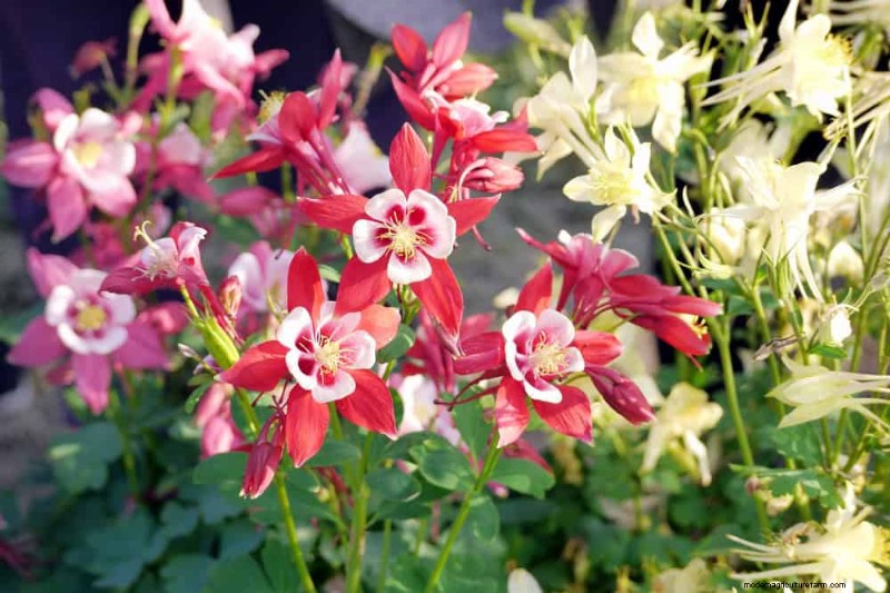 Trek kolibries aan:30 prachtige bloemen voor een bloeiende tuin 