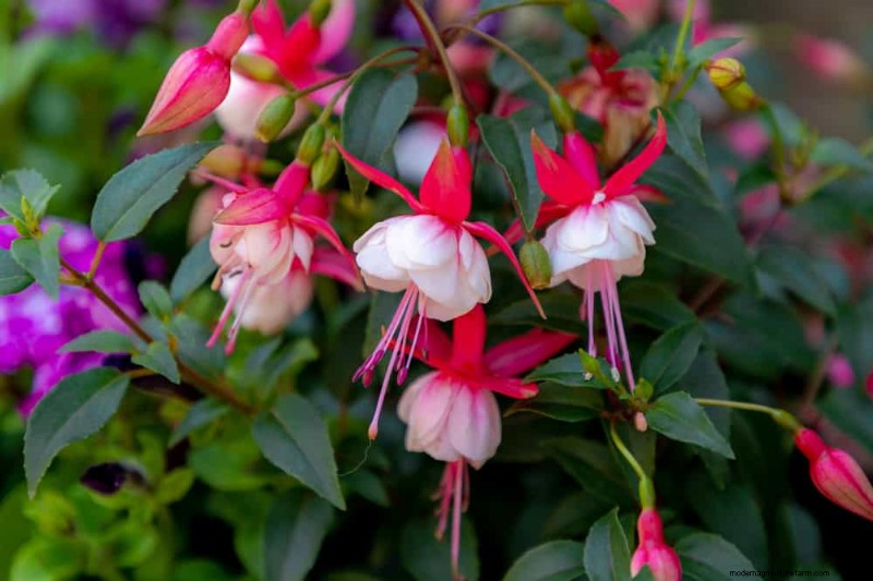 Trek kolibries aan:30 prachtige bloemen voor een bloeiende tuin 
