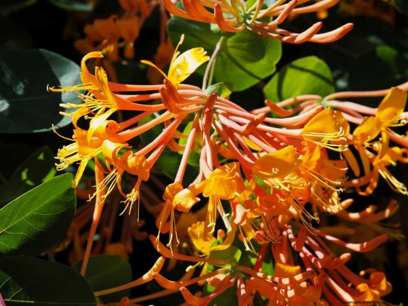 Trek kolibries aan:30 prachtige bloemen voor een bloeiende tuin 