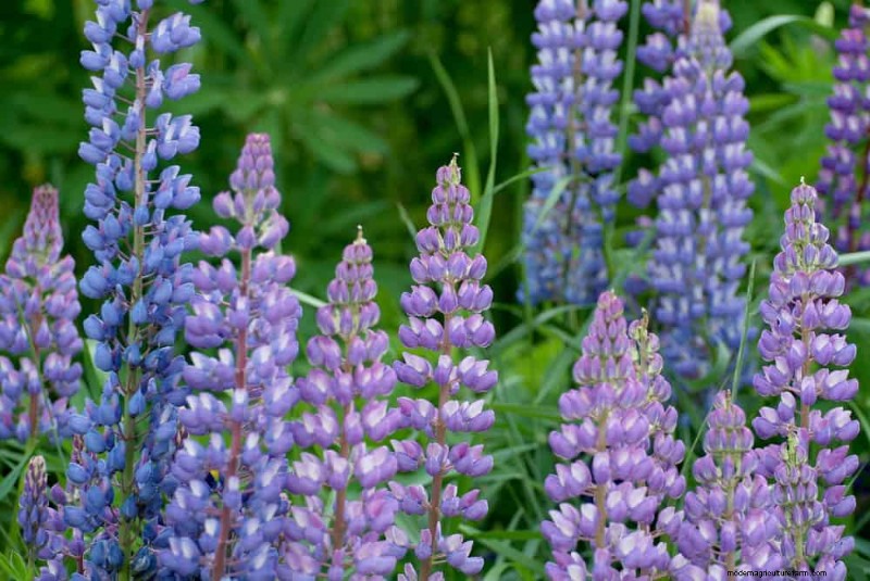 Trek kolibries aan:30 prachtige bloemen voor een bloeiende tuin 