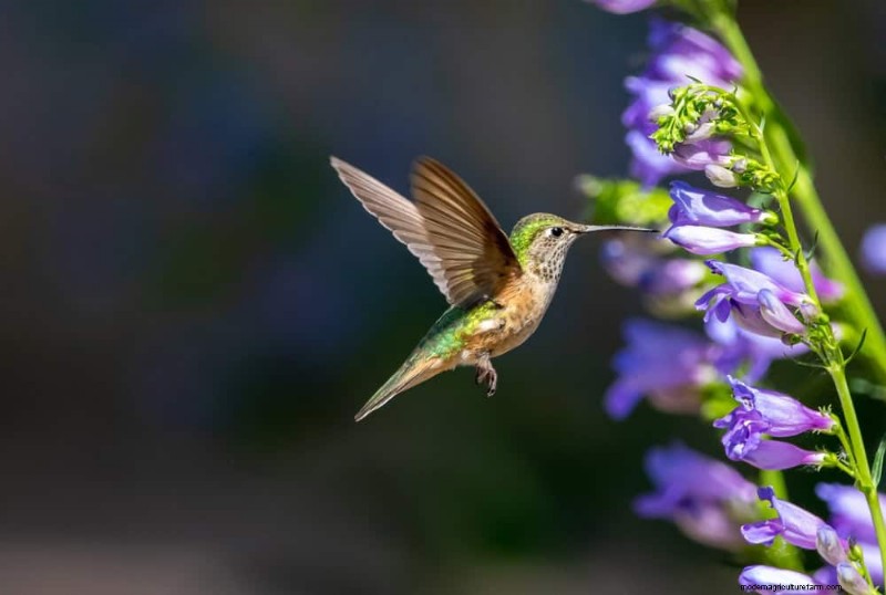 Trek kolibries aan:30 prachtige bloemen voor een bloeiende tuin 