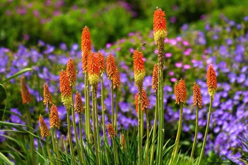 Trek kolibries aan:30 prachtige bloemen voor een bloeiende tuin 