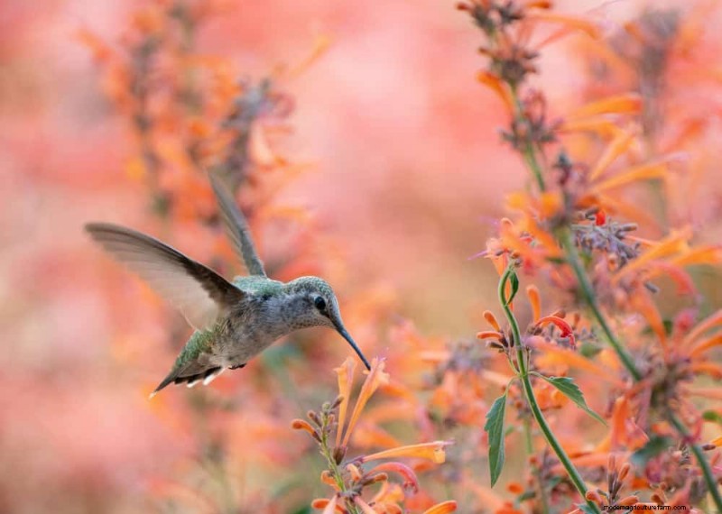 Trek kolibries aan:30 prachtige bloemen voor een bloeiende tuin 