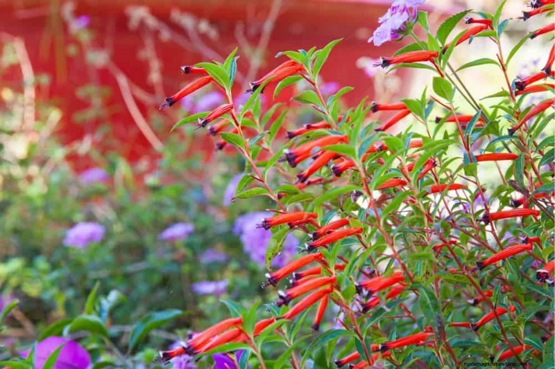 Trek kolibries aan:30 prachtige bloemen voor een bloeiende tuin 