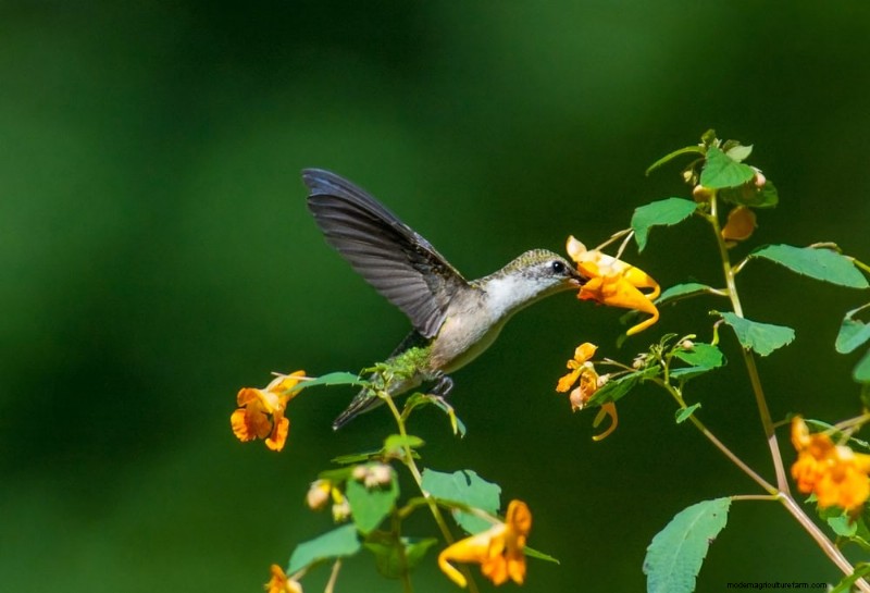 Trek kolibries aan:30 prachtige bloemen voor een bloeiende tuin 
