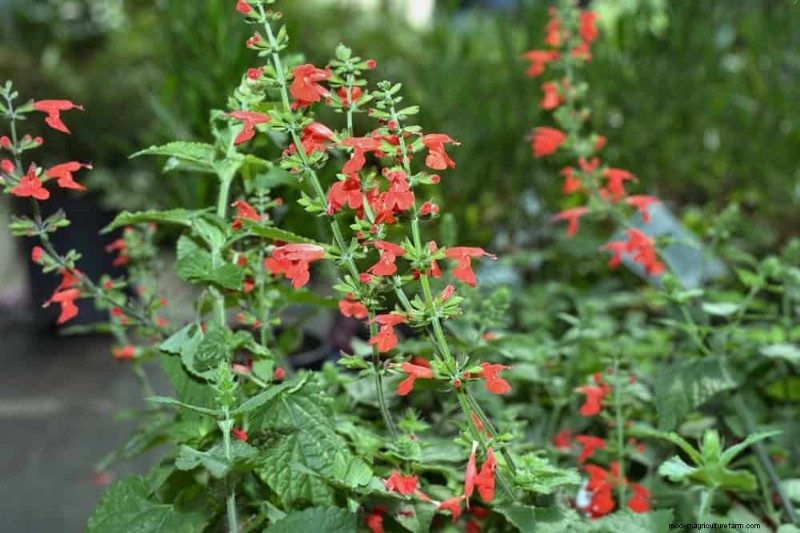 Trek kolibries aan:30 prachtige bloemen voor een bloeiende tuin 