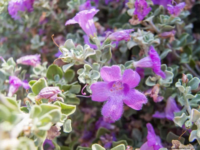 Trek kolibries aan:30 prachtige bloemen voor een bloeiende tuin 