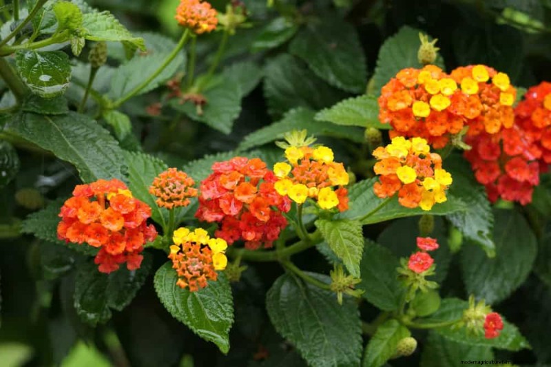 Trek kolibries aan:30 prachtige bloemen voor een bloeiende tuin 