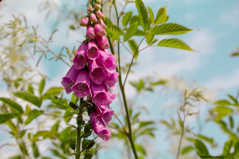 Trek kolibries aan:30 prachtige bloemen voor een bloeiende tuin 