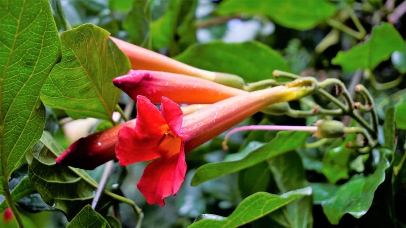 Trek kolibries aan:30 prachtige bloemen voor een bloeiende tuin 
