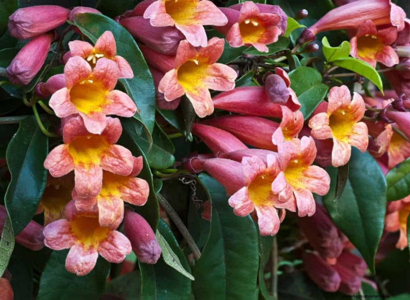 Trek kolibries aan:30 prachtige bloemen voor een bloeiende tuin 
