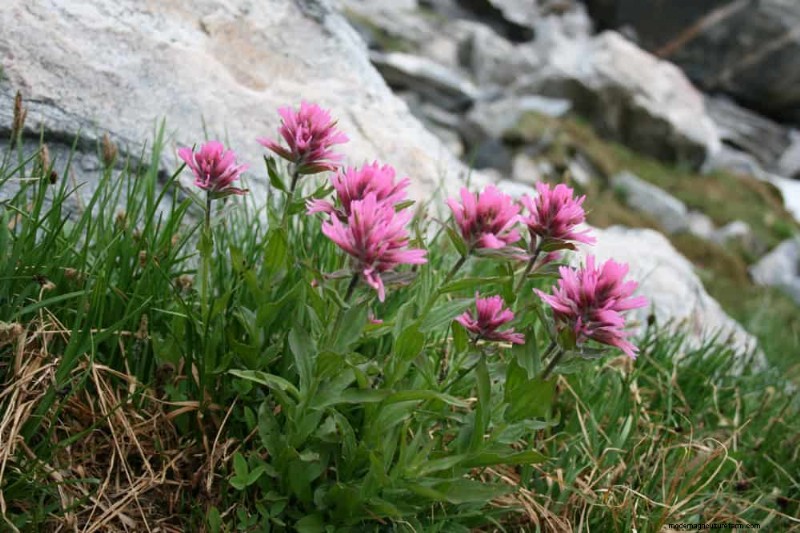 Trek kolibries aan:30 prachtige bloemen voor een bloeiende tuin 