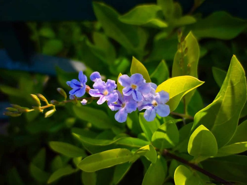 Trek kolibries aan:30 prachtige bloemen voor een bloeiende tuin 