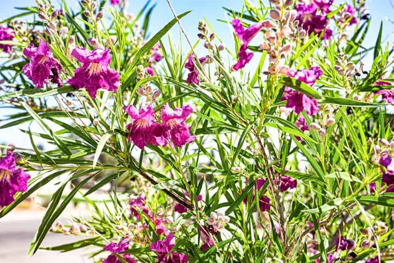 Trek kolibries aan:30 prachtige bloemen voor een bloeiende tuin 