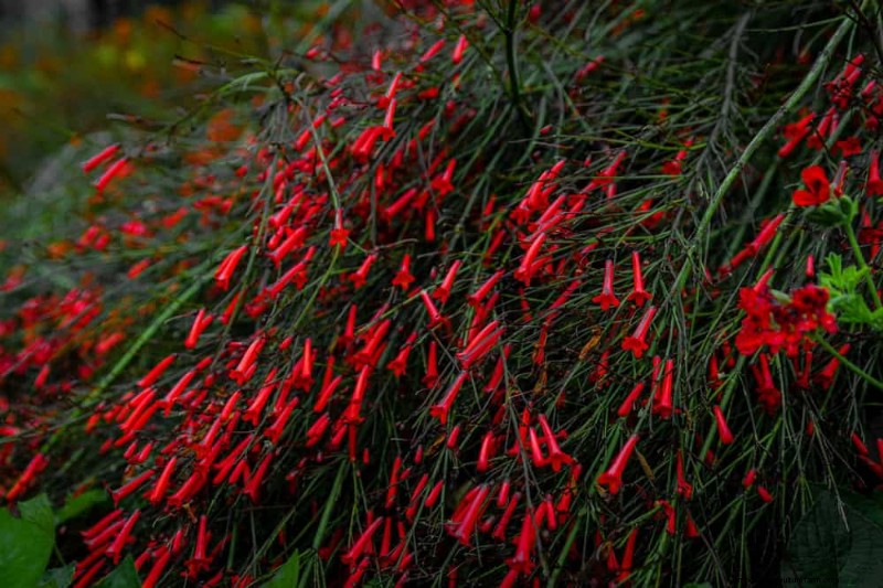 Trek kolibries aan:30 prachtige bloemen voor een bloeiende tuin 