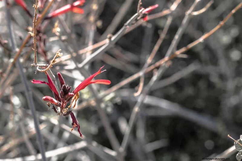 Trek kolibries aan:30 prachtige bloemen voor een bloeiende tuin 