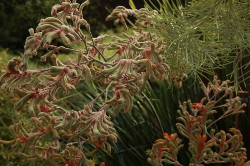 Trek kolibries aan:30 prachtige bloemen voor een bloeiende tuin 