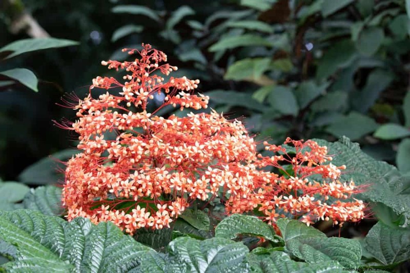 Trek kolibries aan:30 prachtige bloemen voor een bloeiende tuin 