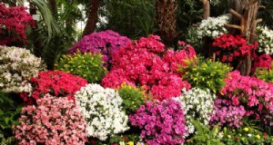 Die 25 besten blühenden Sträucher für einen atemberaubenden Frühlingsgarten 