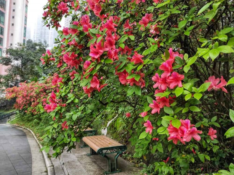 Top 25 bloeiende struiken voor een prachtige lentetuin 