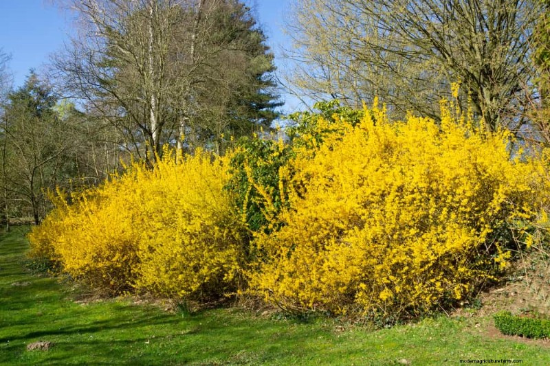 Top 25 bloeiende struiken voor een prachtige lentetuin 