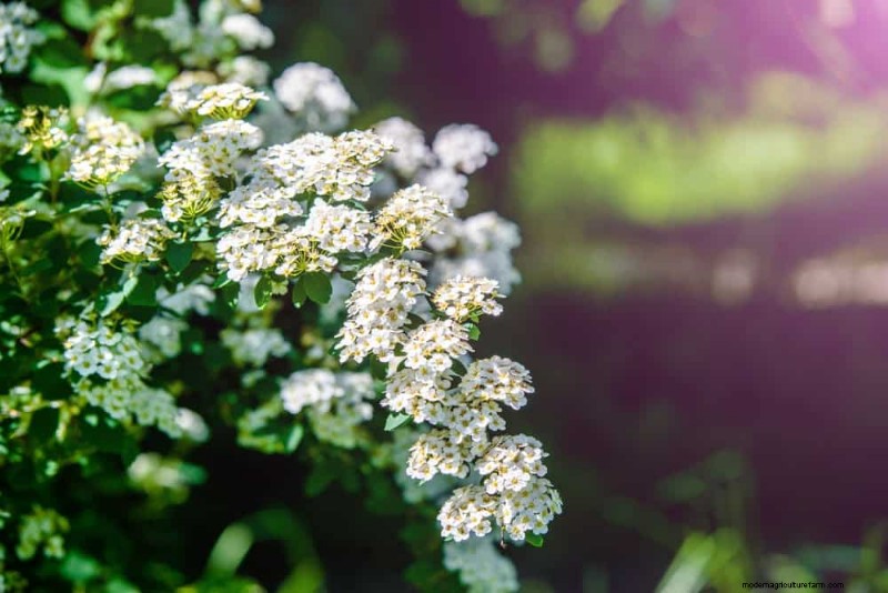Top 25 bloeiende struiken voor een prachtige lentetuin 