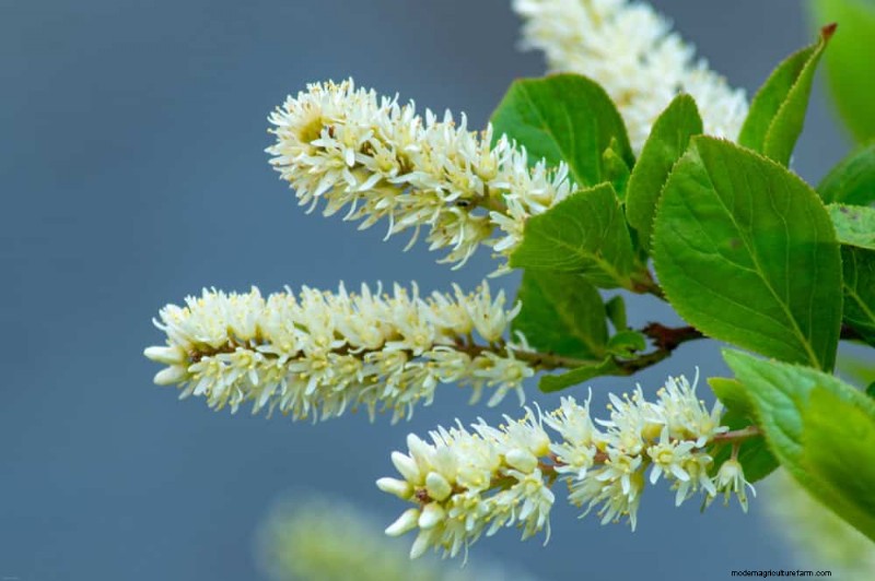 Top 25 bloeiende struiken voor een prachtige lentetuin 
