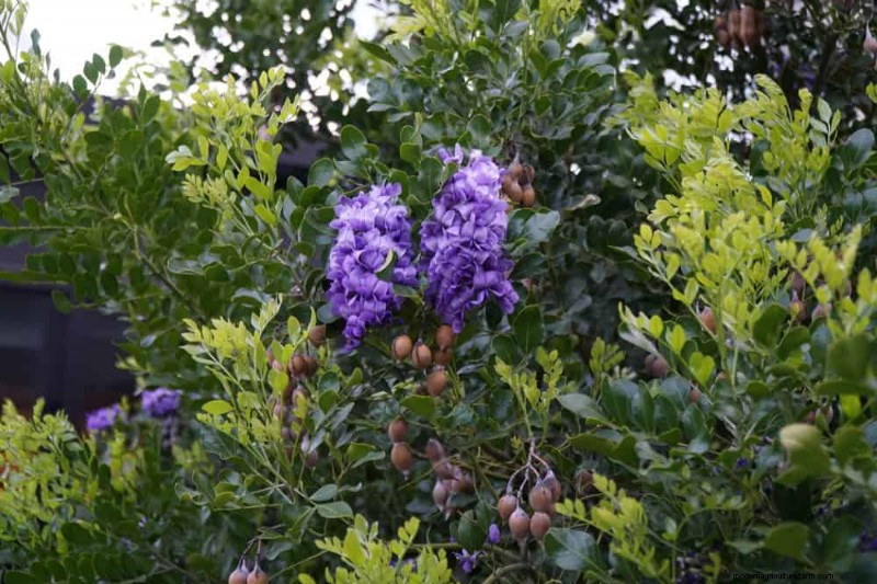 Top 25 bloeiende struiken voor een prachtige lentetuin 