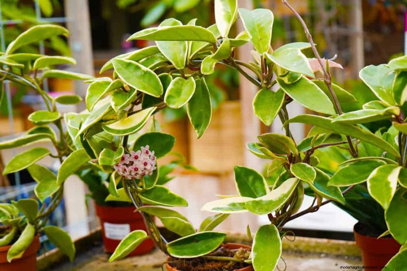 Fehler beim Umtopfen:24 Zimmerpflanzen, die lieber an Ort und Stelle bleiben 