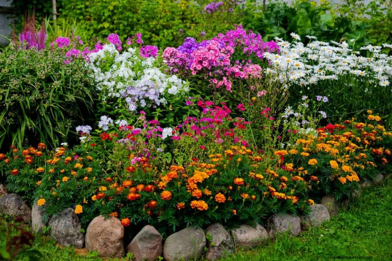 Perenes tolerantes à seca:25 melhores opções para jardins que economizam água 