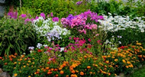 Droogtetolerante vaste planten:25 beste keuzes voor waterrijke tuinen 