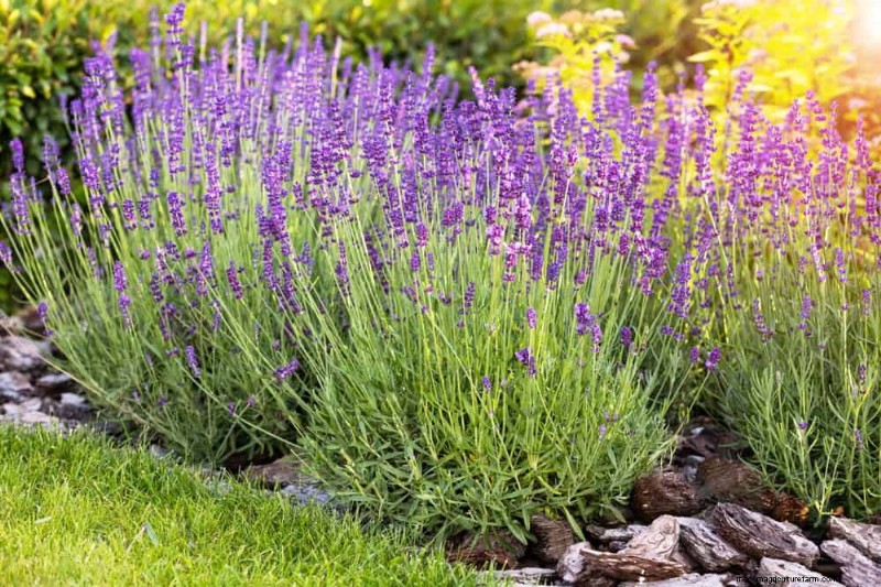 Perenes tolerantes à seca:25 melhores opções para jardins que economizam água 