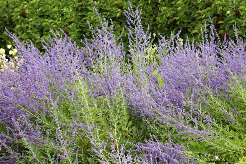 Perenes tolerantes à seca:25 melhores opções para jardins que economizam água 