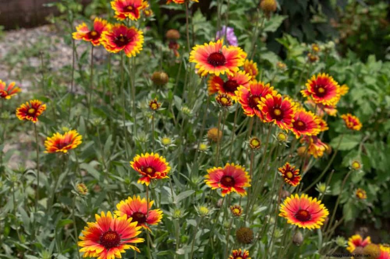 Perenes tolerantes à seca:25 melhores opções para jardins que economizam água 