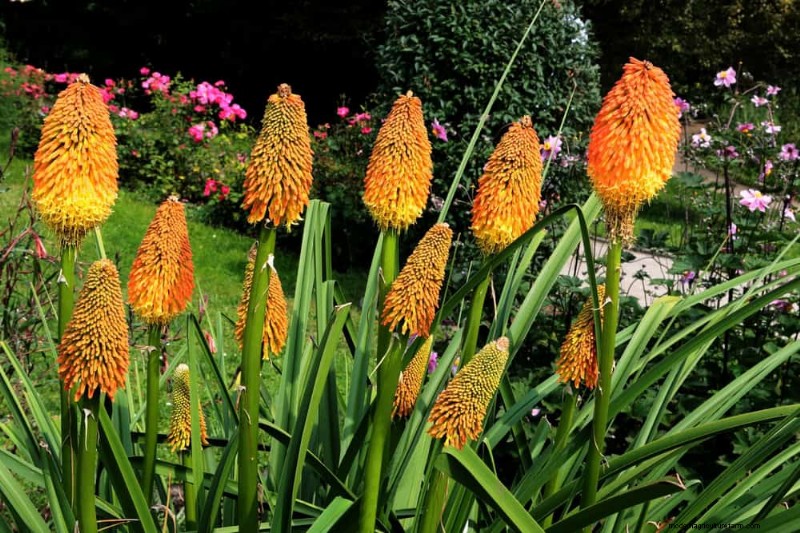 Perenes tolerantes à seca:25 melhores opções para jardins que economizam água 