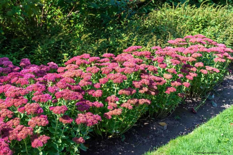 Perenes tolerantes à seca:25 melhores opções para jardins que economizam água 