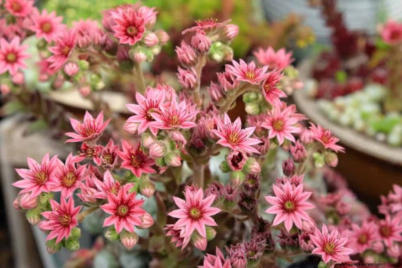 Perenes tolerantes à seca:25 melhores opções para jardins que economizam água 