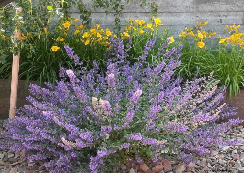 Perenes tolerantes à seca:25 melhores opções para jardins que economizam água 