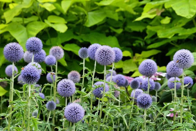 Perenes tolerantes à seca:25 melhores opções para jardins que economizam água 